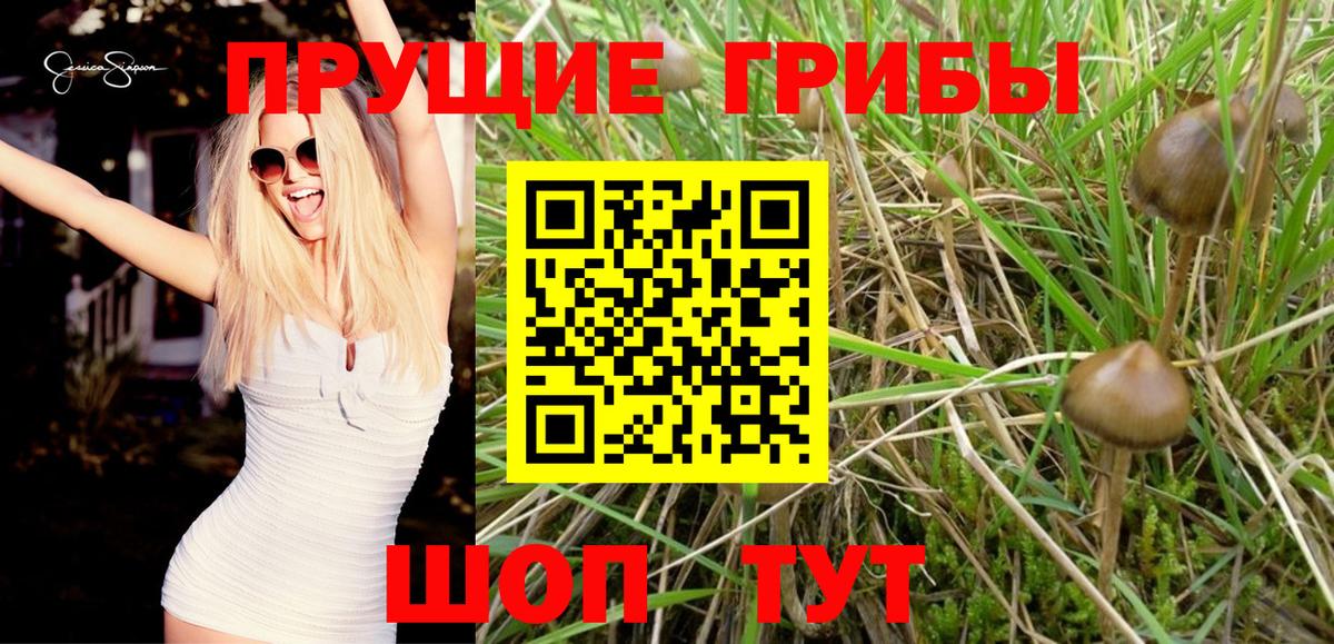 Псилоцибиновые грибы Magic Shrooms  Псилоцибиновые грибы GOLDEN TEACHER  Каменск-Шахтинский  Вход с VPN 